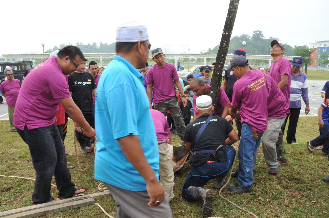 PRO15 150 KORBAN HAS 6740